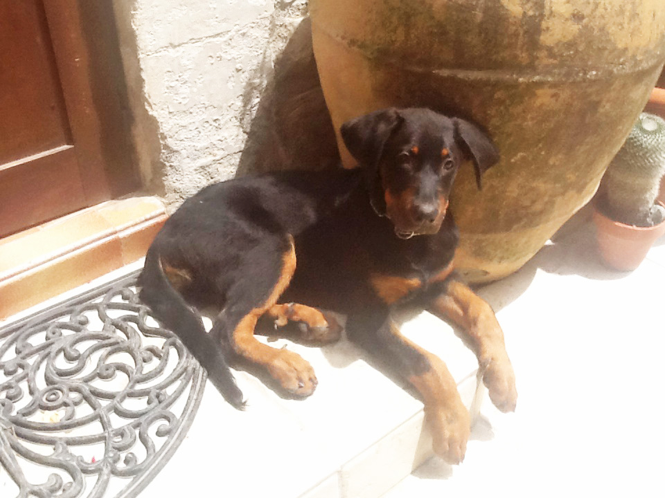 domainedelalicorne.fr Elevage de beauceron chiot beauceron pure race élevage du clos de la licorne elevage des gardiens de la licorne elevage beauceron noir et feu authentique gros gabarits élevage de Beauceron familial sérieux et qualité domainedelalicorne.fr suivi des chiots conseil d’éducation chiot propre bas rouge santé caractère spécialiste du beauceron noir et feu ou arlequin chien rustique berger de France  nos chiots sont élevés avec amour et attention notre passion au service de la qualité Beauceron de qualité et sportif domaine de la licorne 04380 BARRAS élevage en liberté éleveur berger de beauce élevage de beauceron de travail 